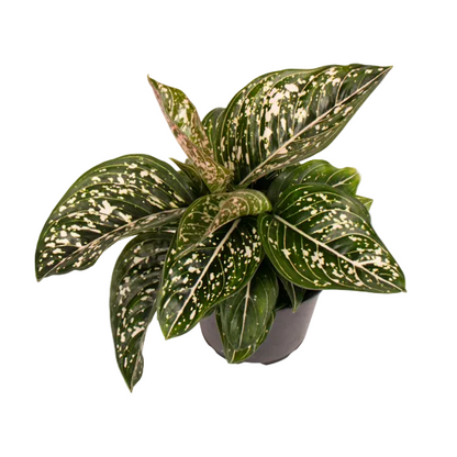 Aglaonema 'Tom's Pride' 12cm
