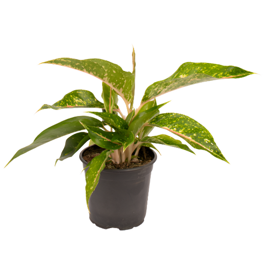 Aglaonema 'Night Sparkle'