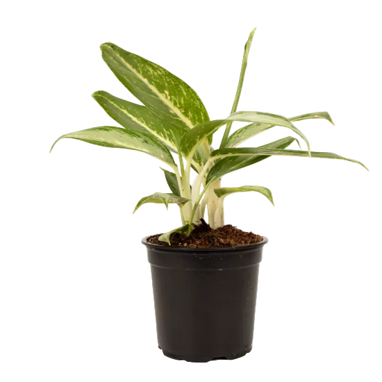Aglaonema 'White Rain' 12cm