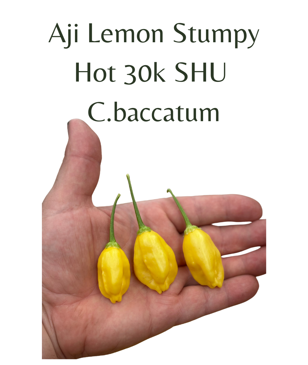 Aji Lemon Stumpy Chilli Seeds (10 seeds) - Rasmussen Gardens