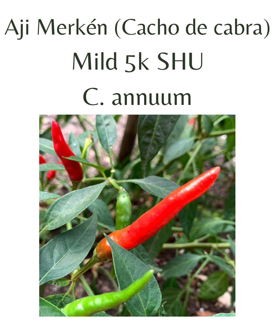 Aji Merkén (Cacho de cabra) Chilli Seeds (10 seeds) - Rasmussen Gardens