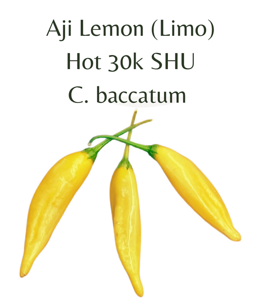 Aji_Lemon_Chilli_Seeds_10_seeds