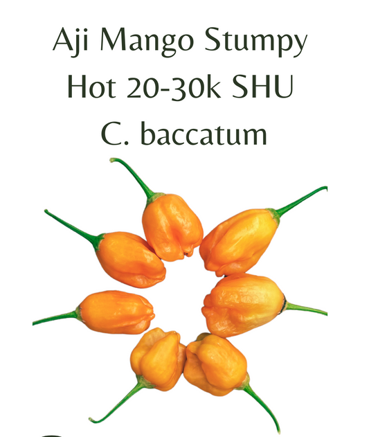 Aji_Mango_Stumpy_Chilli_Seeds_10_seeds
