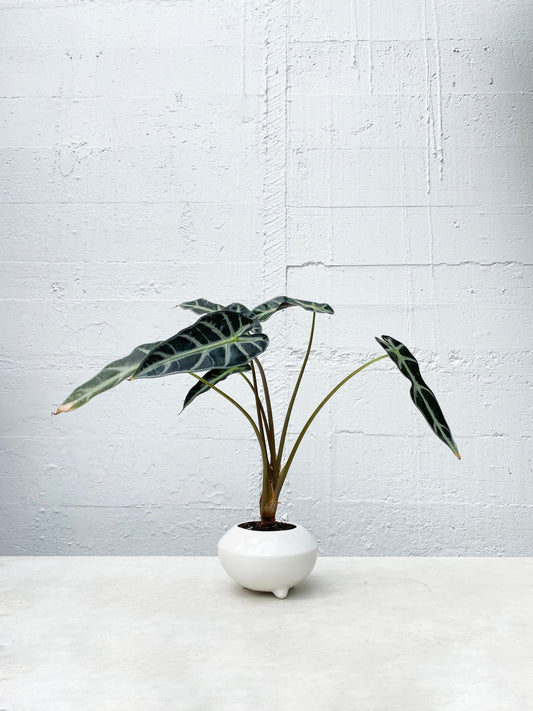 Alocasia 'Bambino'