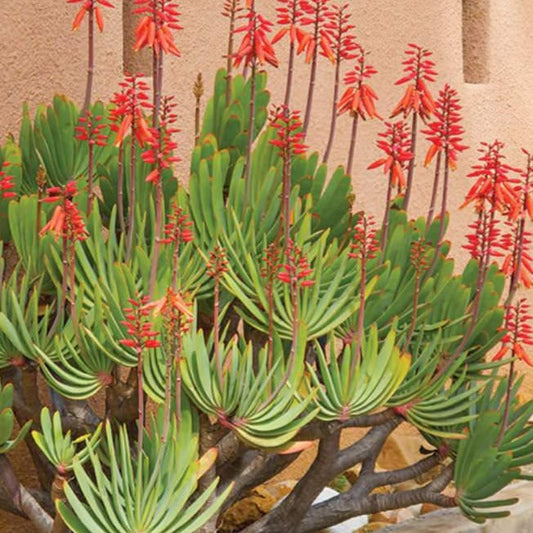 Aloe Plicatilis | Fan Aloe