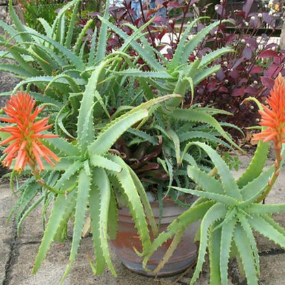 Aloe Arborescens | Torch Aloe