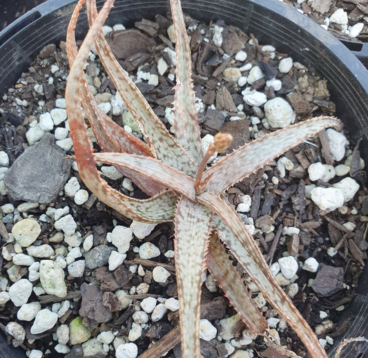 Aloe Bellatula