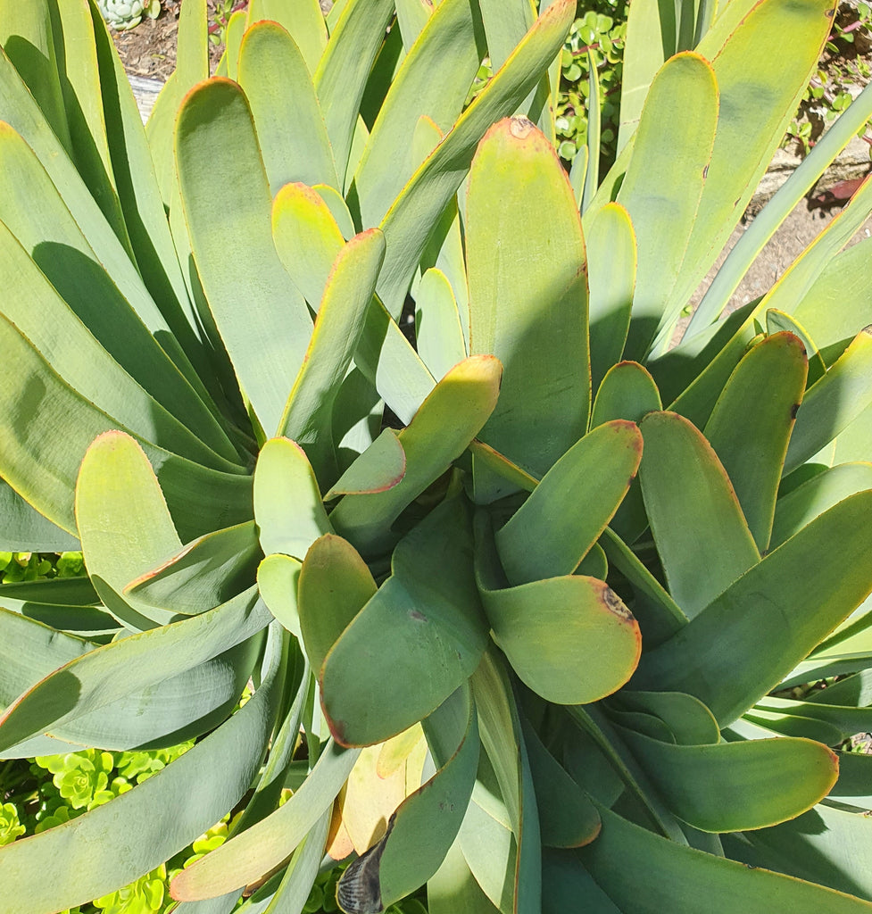 Aloe Plicatilis | Fan Aloe
