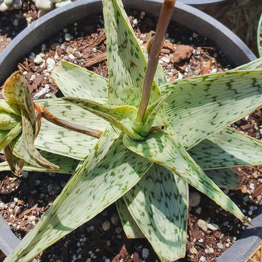 Aloe Quicksilver