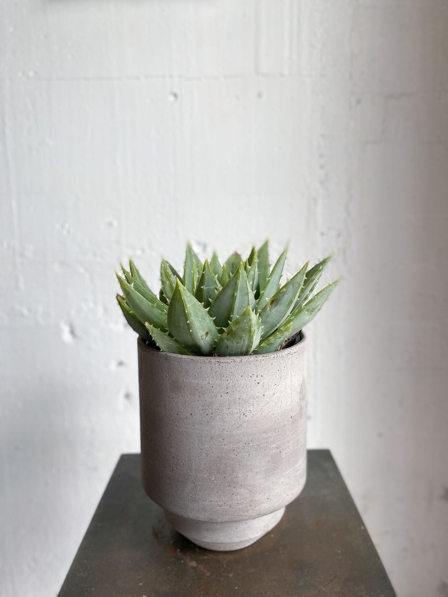Aloe polyphylla  (Spiral Aloe)
