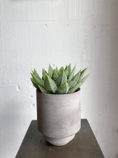 Aloe polyphylla  (Spiral Aloe)