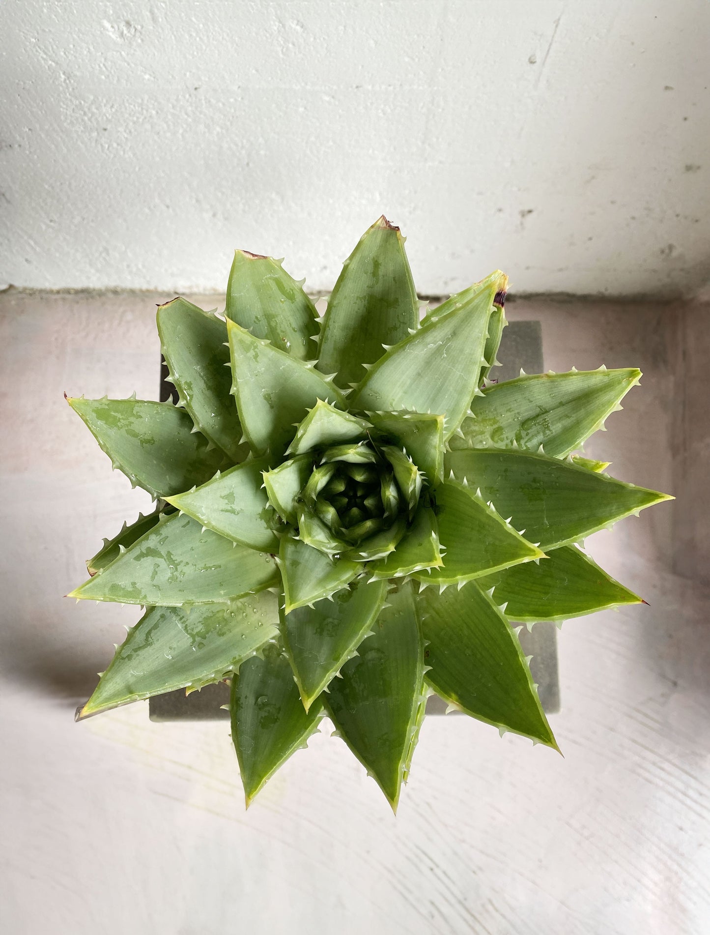 Aloe polyphylla  (Spiral Aloe)