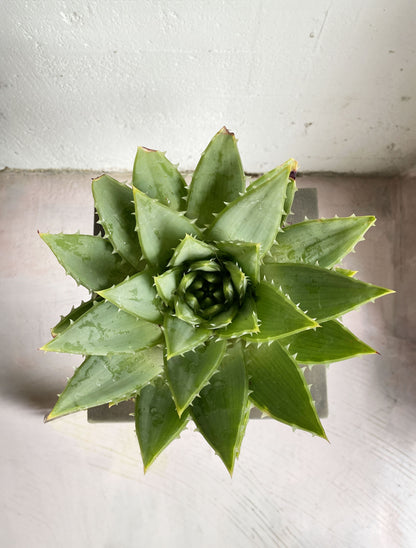 Aloe polyphylla  (Spiral Aloe)