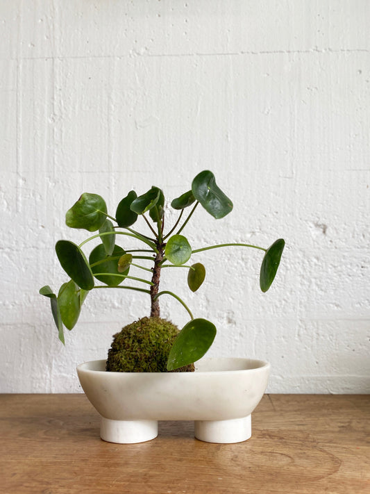 Pilea peperomioides