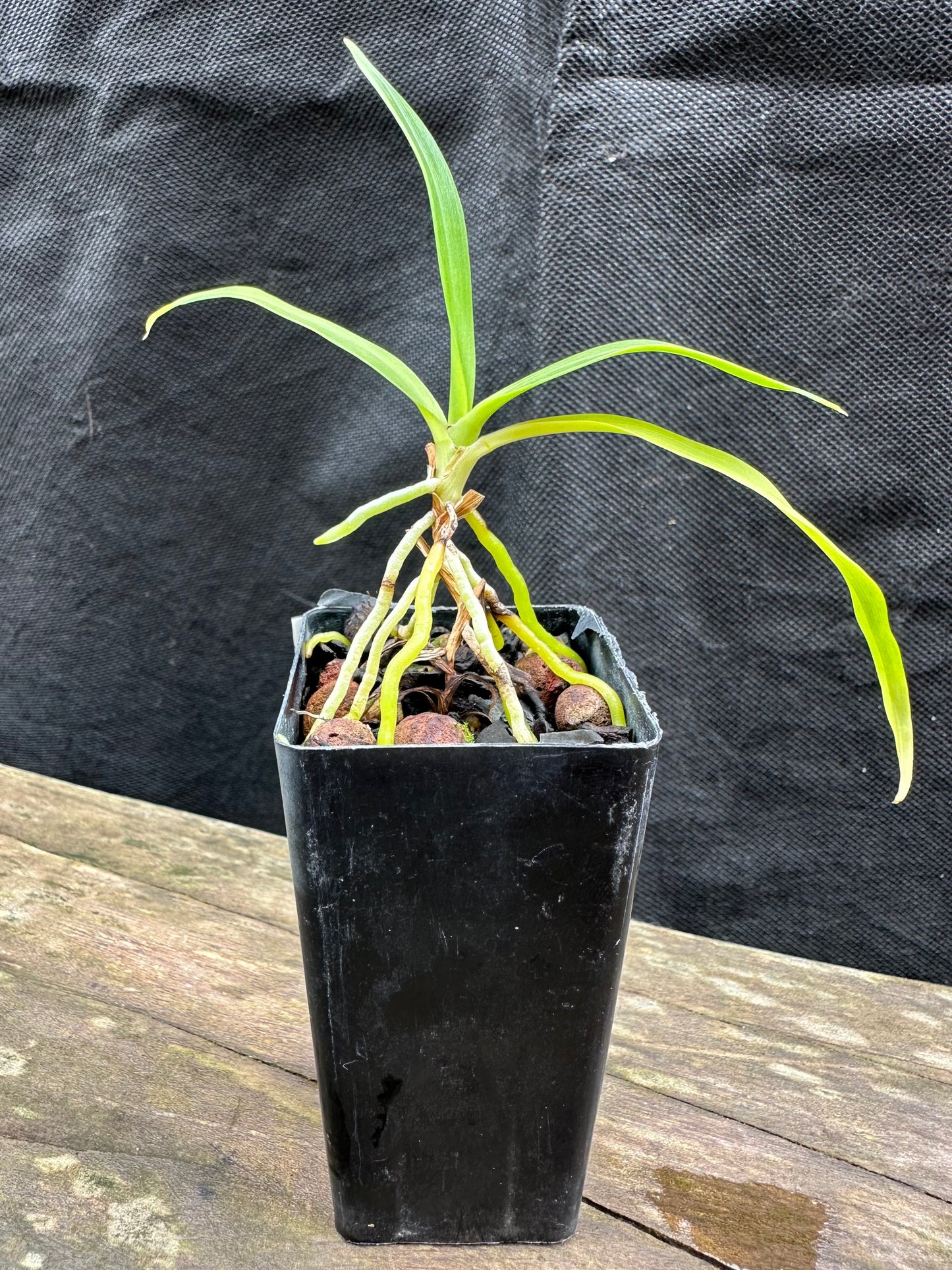 Angraecum calceolus