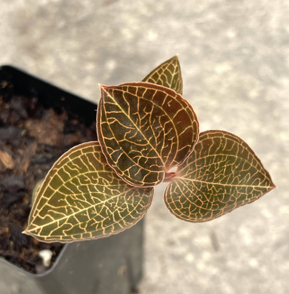 Jewel Orchid ‘Rouge’