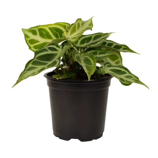 Anthurium Crystallinum 12cm