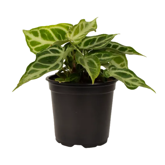 Anthurium Crystallinum 12cm