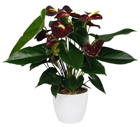 Anthurium 'Aramon'