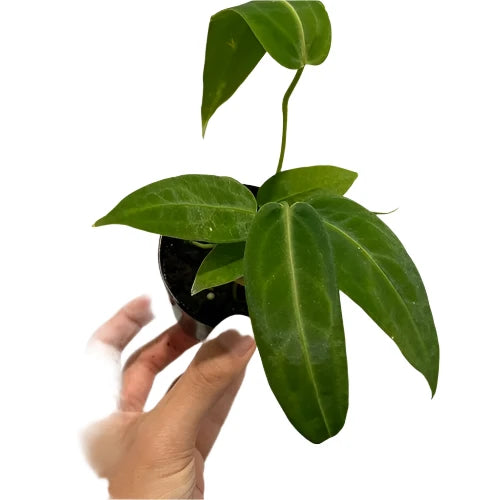 Anthurium warocqueanum