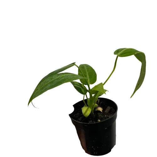 Anthurium warocqueanum