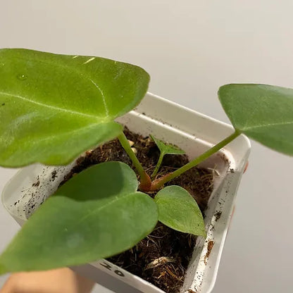 Anthurium forgetii x Anthurium papillilaminum