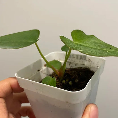 Anthurium forgetii x Anthurium papillilaminum