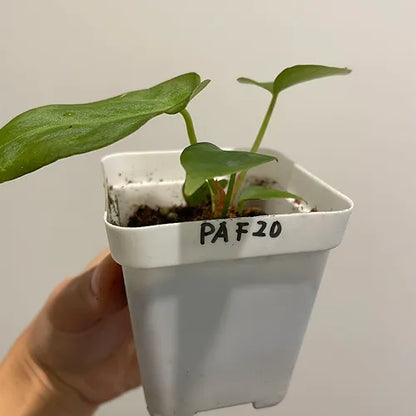 Anthurium forgetii x Anthurium papillilaminum