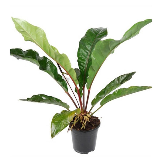 Anthurium 'Jungle Bush'