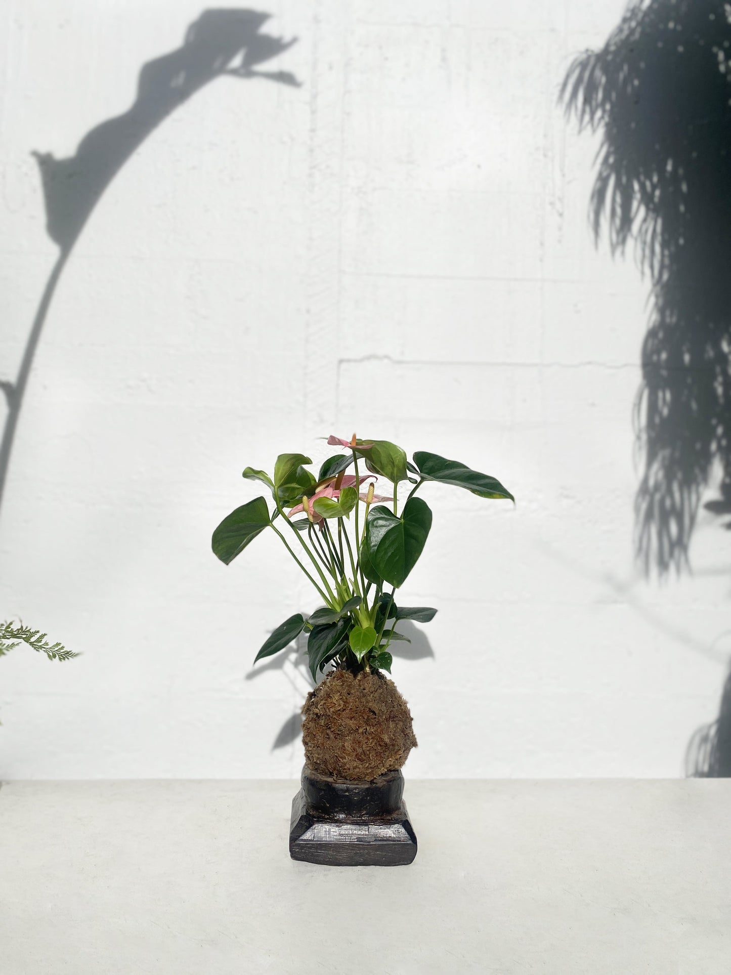 Kokedama: Anthurium