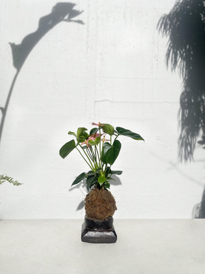 Kokedama: Anthurium