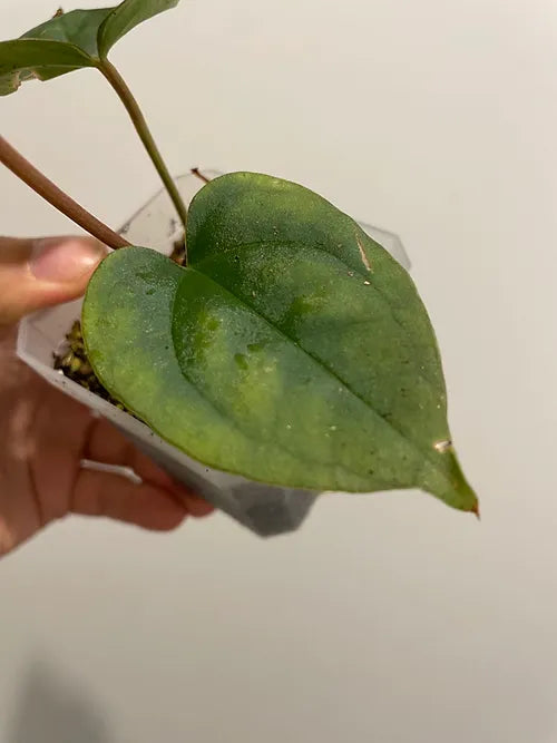 Anthurium luxurians x Anthurium crystallinum 'Dark'