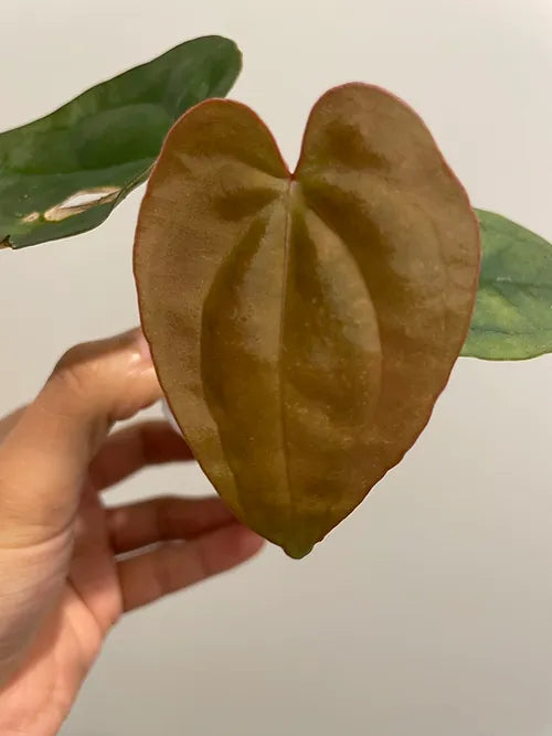 Anthurium luxurians x Anthurium crystallinum 'Dark'