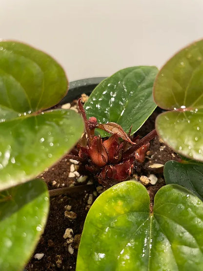 Anthurium radicans