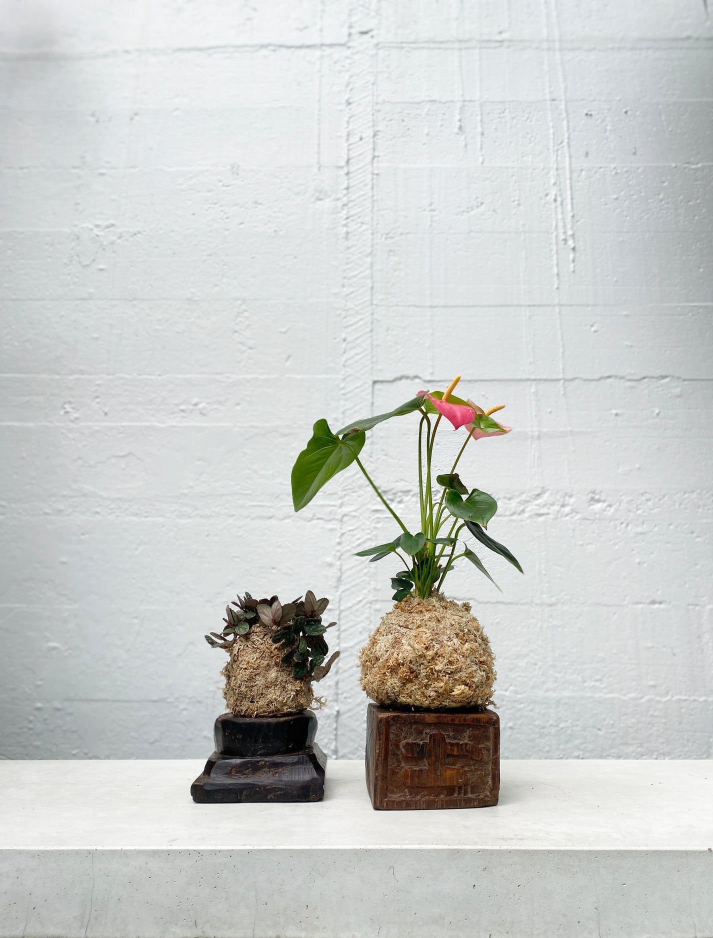 Kokedama: Anthurium