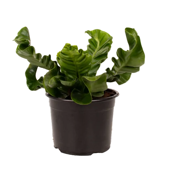Asplenium nidus 'Cobra' 14cm