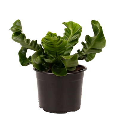 Asplenium nidus 'Cobra' 14cm
