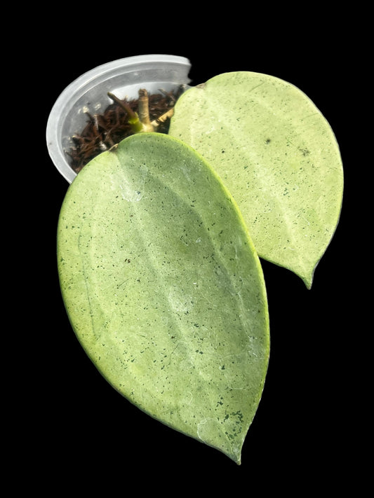 Hoya verticillata Silver Heart, Extremely Rare