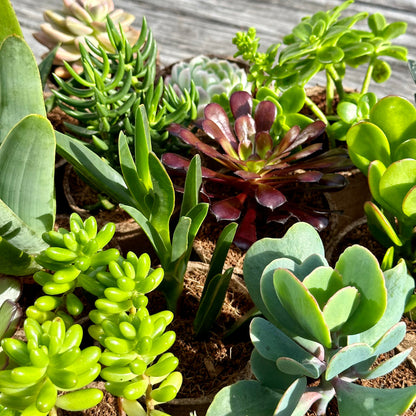 MIXED Succulents Gift Box (6 Pack)