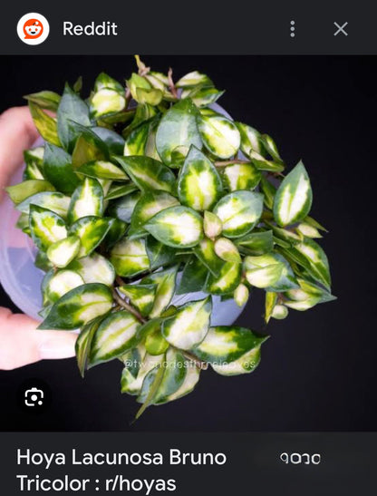 Hoya lacunosa ‘Bruno’ Tricolour, Very Rare