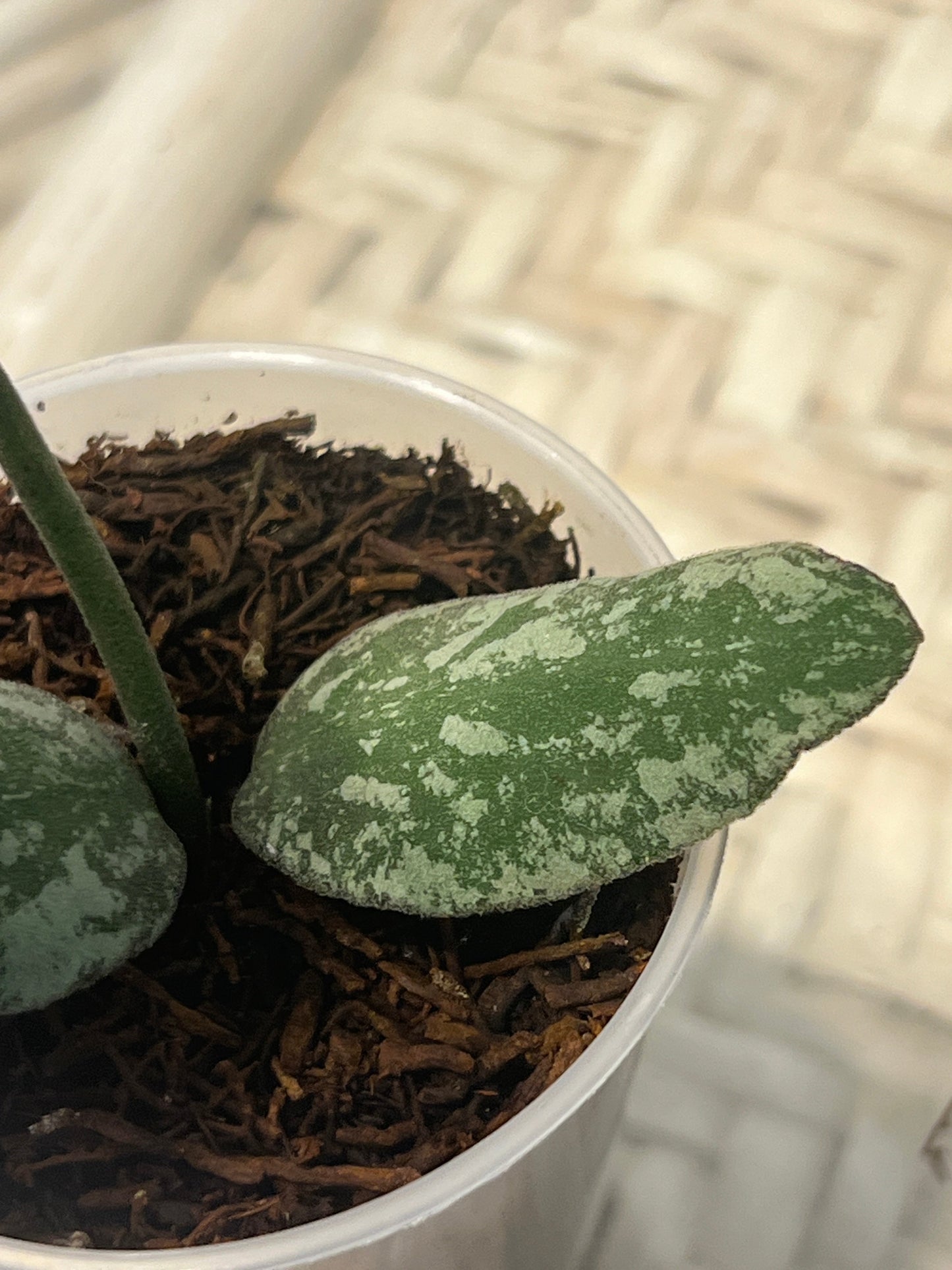 Hoya waymaniae ‘Cloudy Sky’ , Extremely Rare