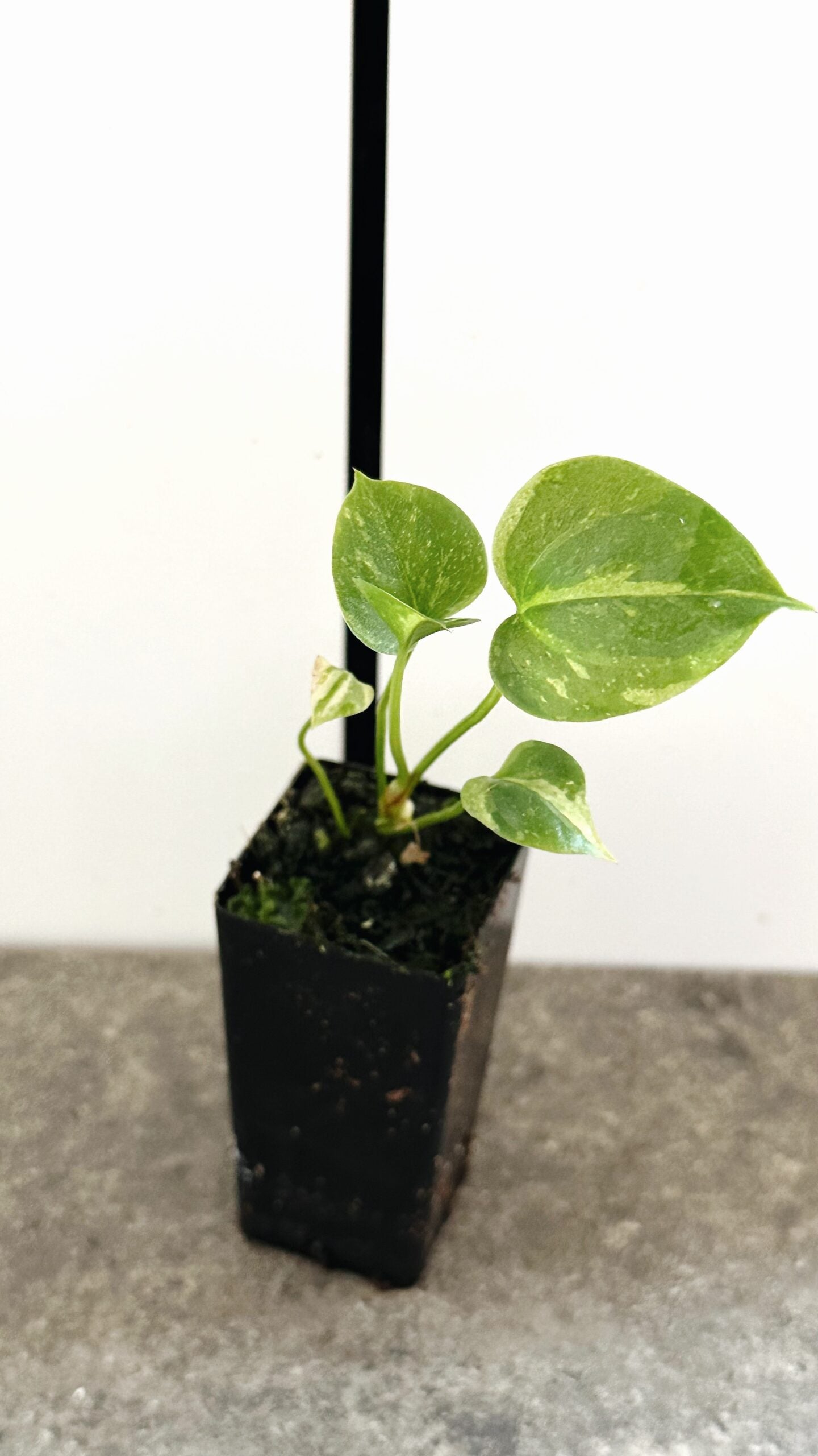 Anthurium hookeri | Starter plant