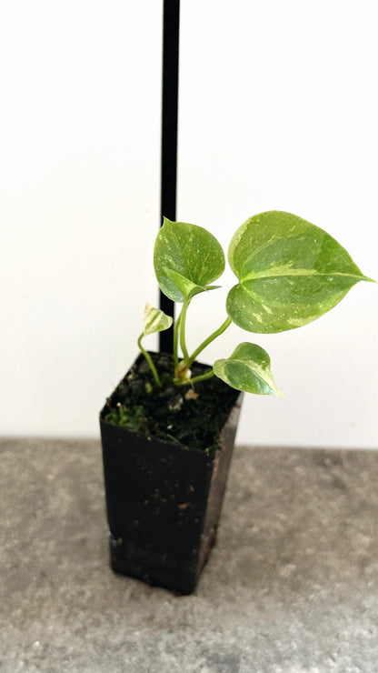 Anthurium hookeri | Starter plant