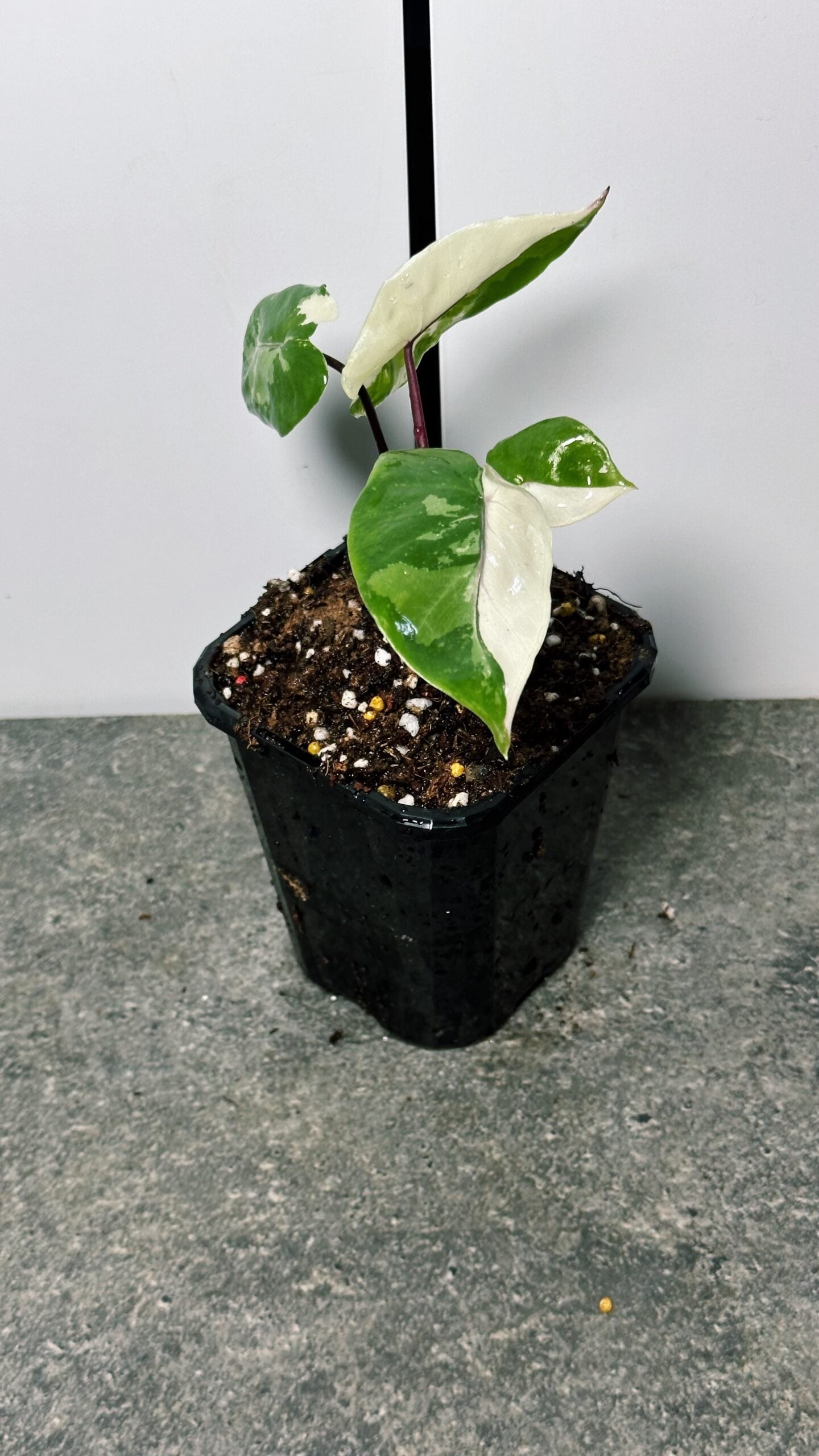Alocasia Black Stem Variegated