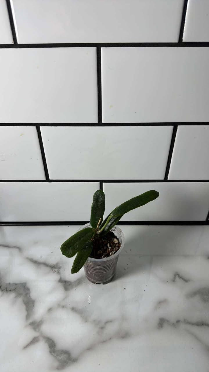 Hoya rotundiflora