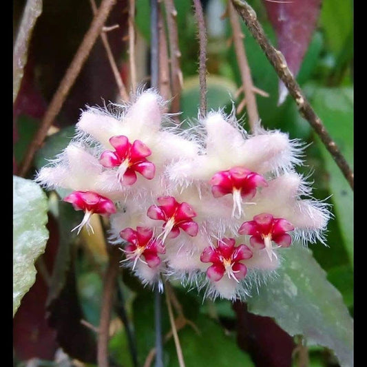 Hoya caudata Sumatra