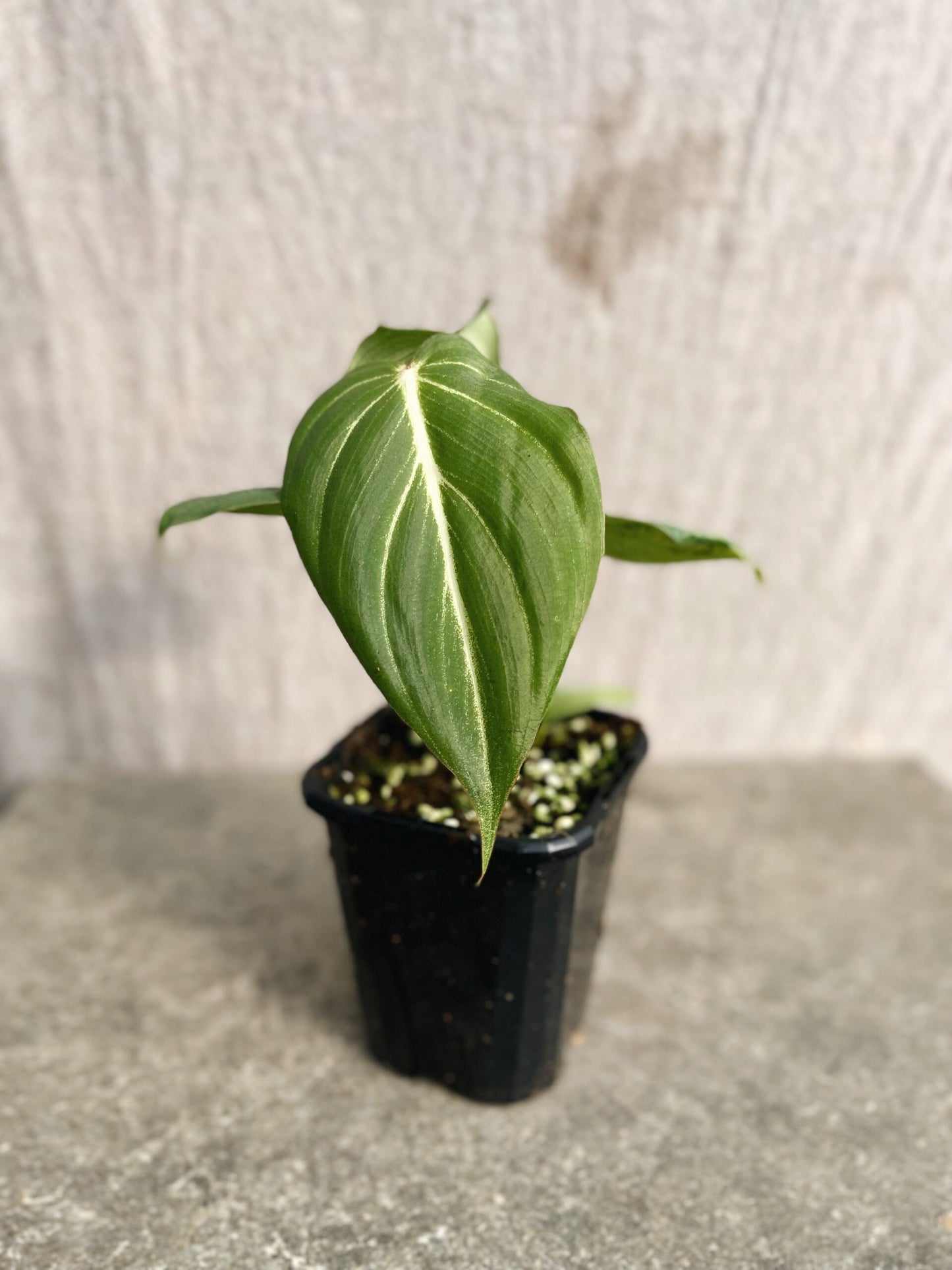 Philodendron Gloriosum White Vein