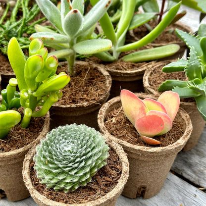 MIXED Succulents Gift Box (6 Pack)