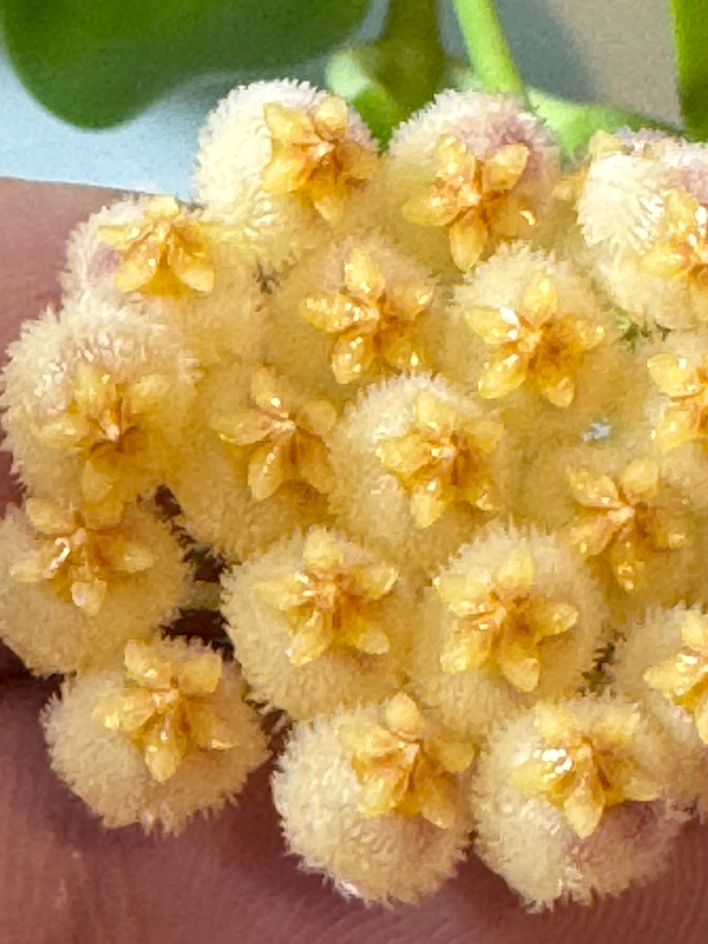 Hoya obscura (Yellow)