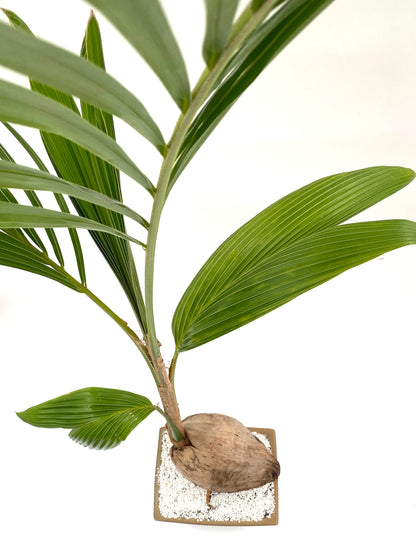 盆景椰子，椰子